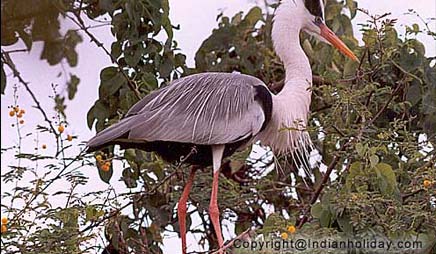 Bharatpur National Park Picture Gallery