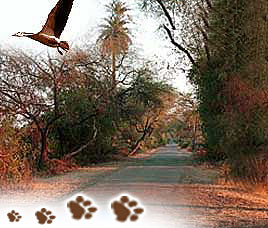 Bharatpur (Keoladeo National Park) Happenings