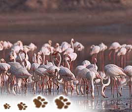 Birds in Bharatpur (Keoladeo Ghana National Park)