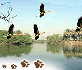 Climate in Bharatpur (Keoladeo Ghana National Park)