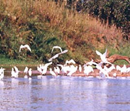 Nandurmadhmeshwar Bird Sanctuary