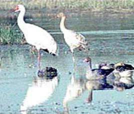 Chilka Lake Bird Sanctuary