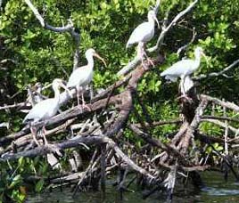Jayakwadi Bird Sanctuary Aurangabad