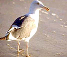 Kunthakulam Bird Sanctuary Tamil Nadu 