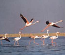 Nalsarovar Bird Sanctuary