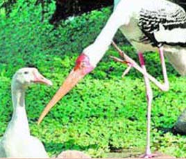 Nawab Ganj Bird Sanctuary UP