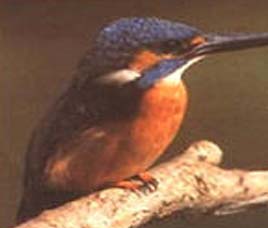 Porbandar Bird Sanctuary Porbandar Gujarat