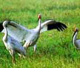 Salim Ali Bird Sanctuary, Salim Ali Bird Sanctuary Goa