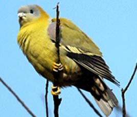 Birds in B.R Hills Wildlife Sanctuary