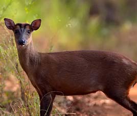 B R Hills Wildlife Sanctuary
