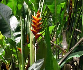 Flora in B.R Hills Wildlife Sanctuary