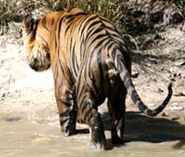 Wildlife in B.R Hills Wildlife Sanctuary