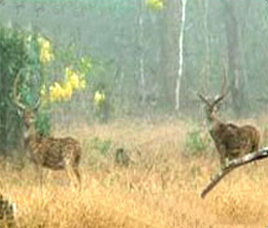 Gomarda Wildlife Sanctuary Chattisgarh