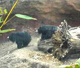 Indravati National Park