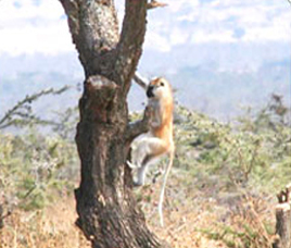 Pameda Wildlife Sanctuary Chattisgarh