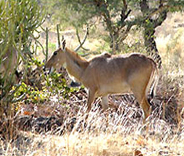 Semarsot and Tamor Pingala Wildlife Sanctuary Chhattisgarh