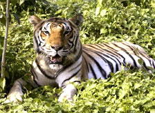 Wildlife in Chhattisgarh