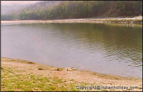 Corbett National Park Picture Gallery