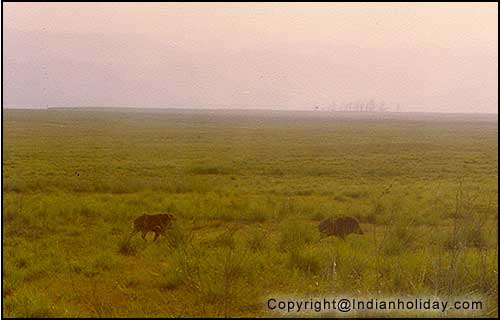 Corbett National Park Picture Gallery