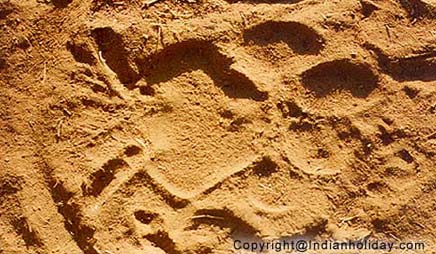 Corbett National Park Picture Gallery