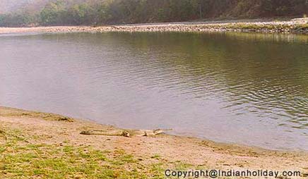 Corbett National Park Picture Gallery