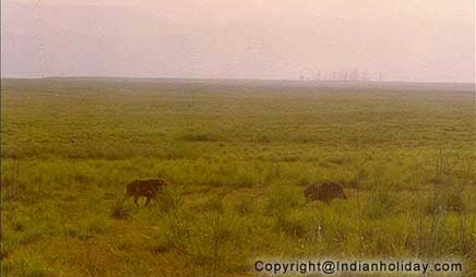 Corbett National Park Picture Gallery