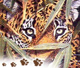 About Corbett National Park