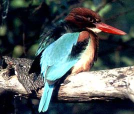 Birds in Corbett