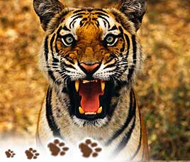 Corbett National Park Happenings