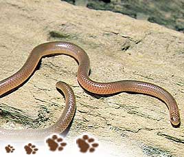 Reptiles and Fishes in Corbett National Park