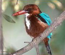 Dandeli Wildlife Sanctuary Karnataka