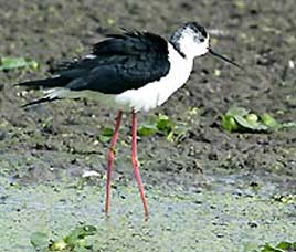 Birds in Dudhwa