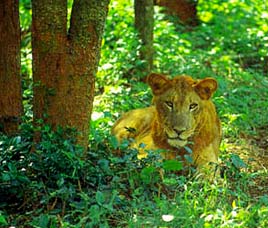 Conservation History of Dudhwa National Park
