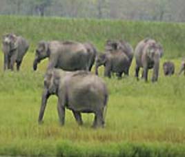 Happenings at Dudhwa