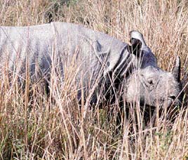 Dudhwa National Park