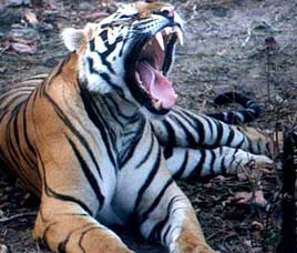 Fauna in Dudhwa