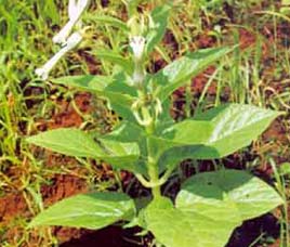 Flora in Dudhwa