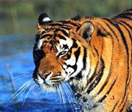 Wildlife in Dudhwa