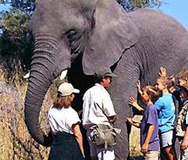 Elephant Safari in Kanha National Park