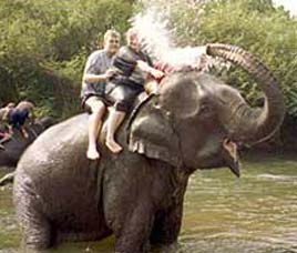 http://www.indianholiday.com/images/elephant-safaris-in-india/kaziranga-national-park.jpg