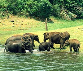 Elephant Safari in Periyar Wildlife Sanctuary