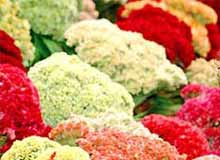 The Delhi Flower Show