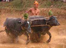 Kambala Festival
