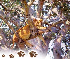 Asiatic Lions in Gir National Park