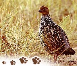 Birds in Gir National Park