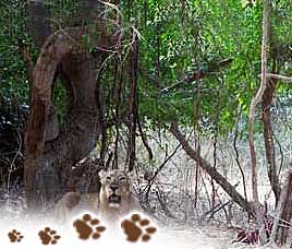 Climate in Gir National Park