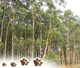 Flora in Gir National Park Gujarat