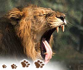 Gir National Park Conservation History