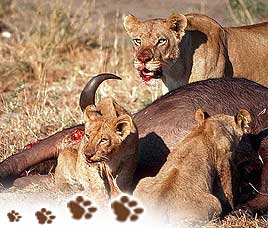 Gir National Park Happenings