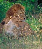About Gir National Park